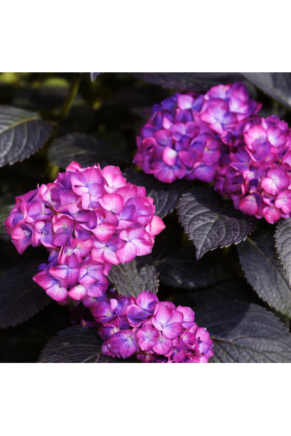 Hydrangea macrophylla Eclipse